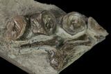 Plate of Fossil Ichthyosaur Bones - Germany #150338-1